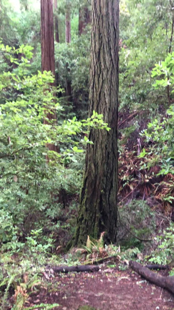Samuel P. Taylor State Park