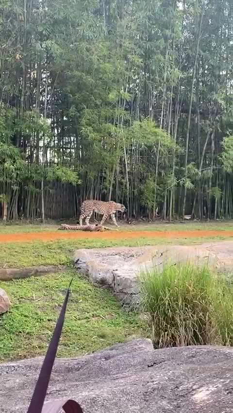 Busch Gardens Tampa Bay