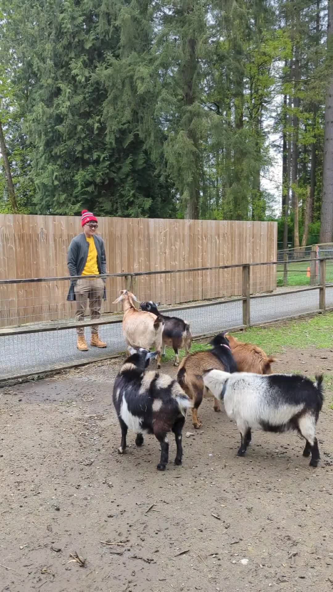 Video review of Maplewood Farm