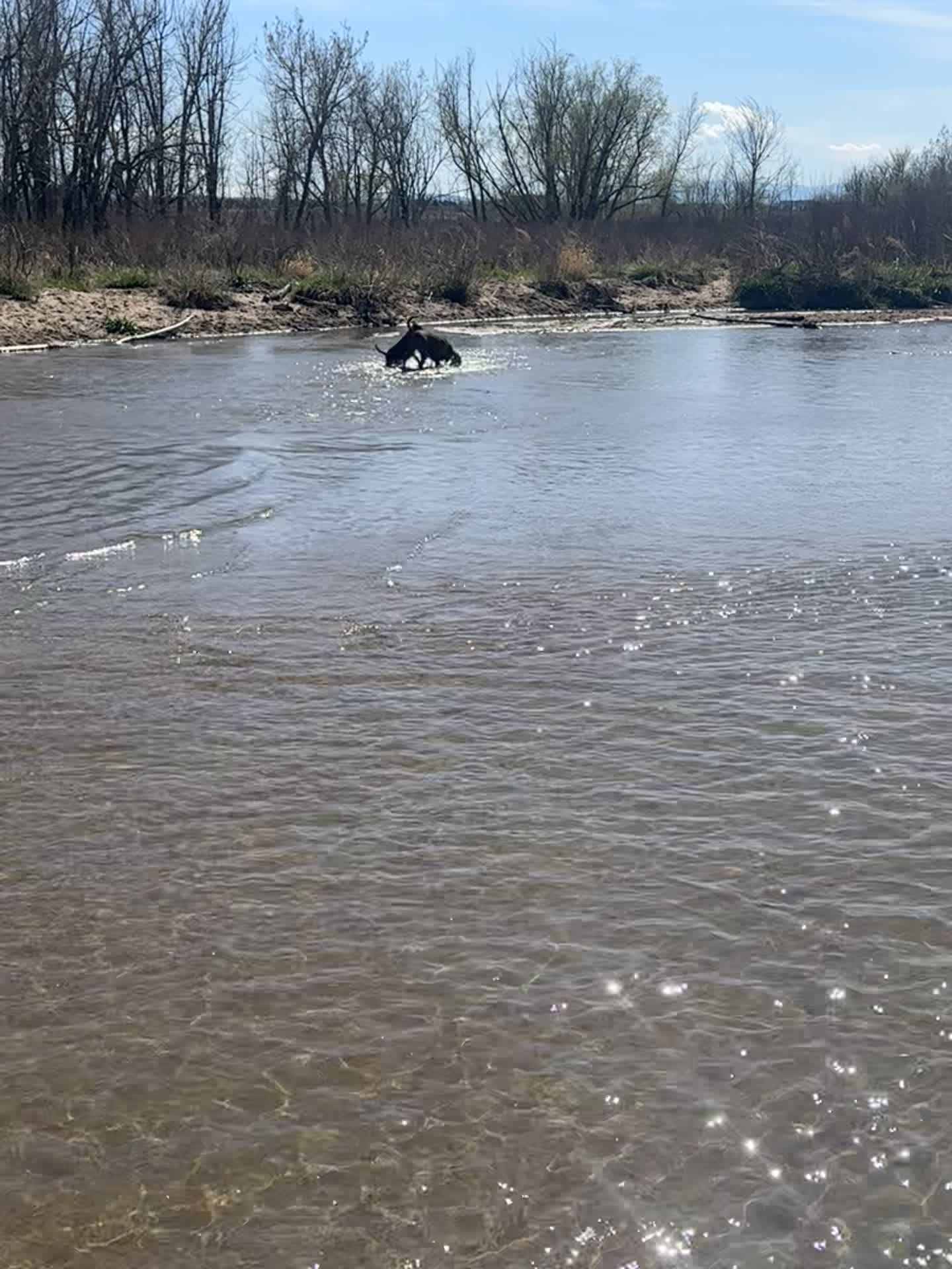 Video review of Cherry Creek Dog Park