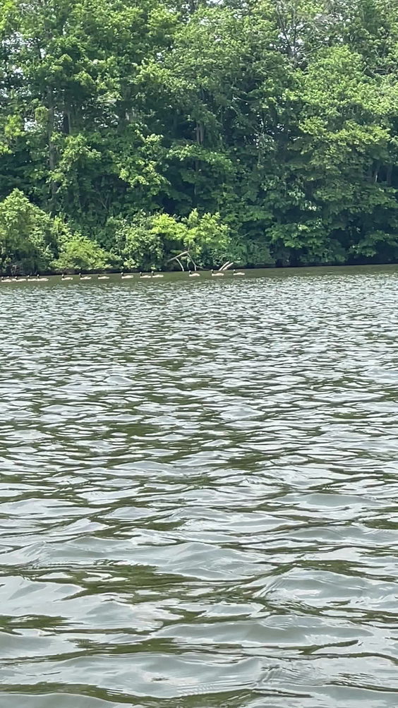 Armco Park