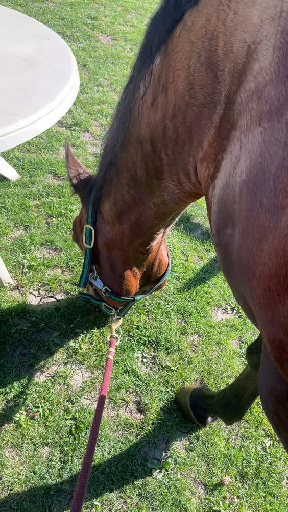 Bethel Park Stables