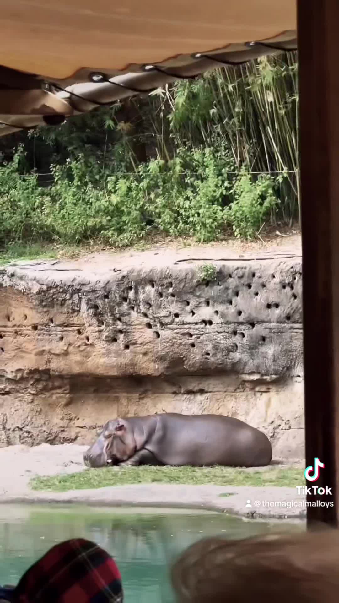 Disney's Animal Kingdom