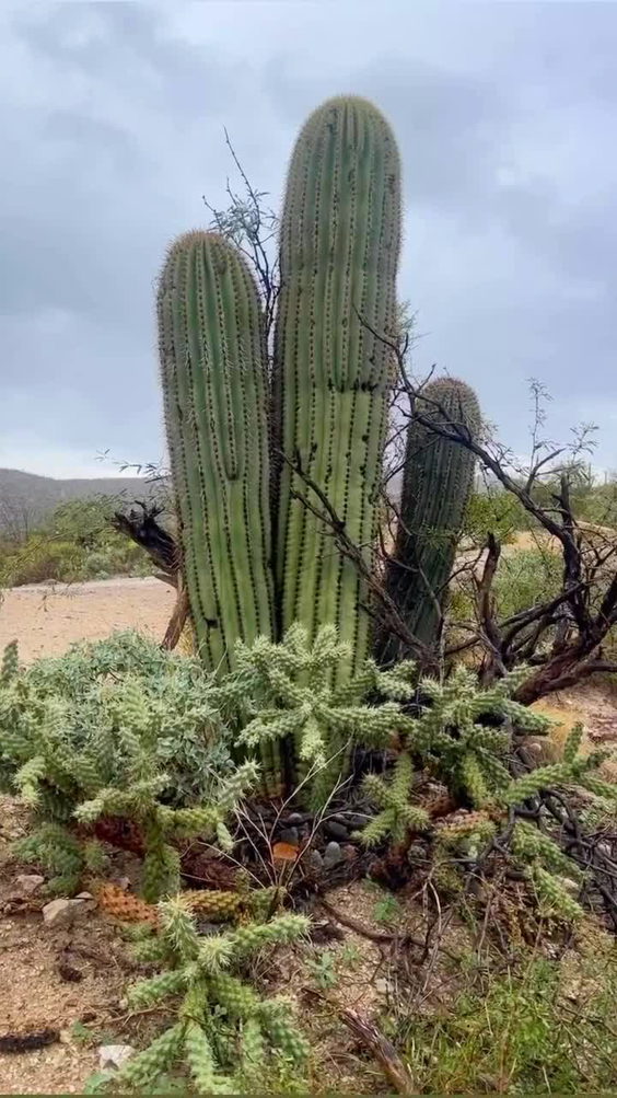 Saguaro National Park West