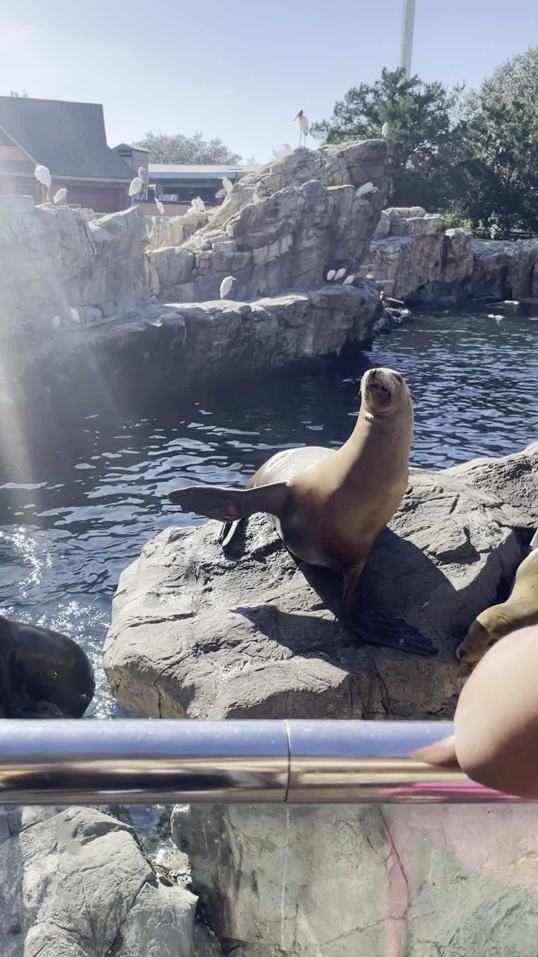Video review of SeaWorld Orlando