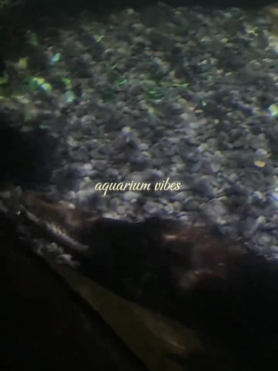 Virginia Aquarium & Marine Science Center IMAX Theatre