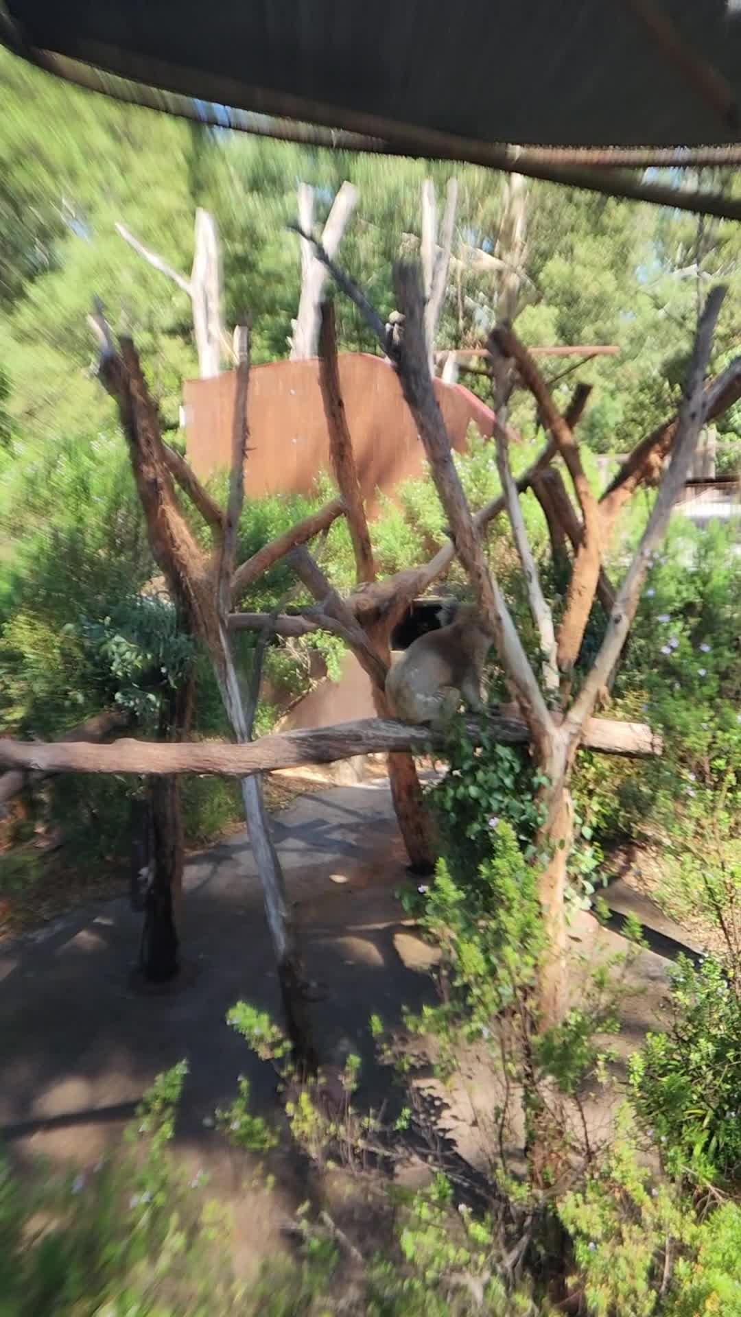 Melbourne Zoo