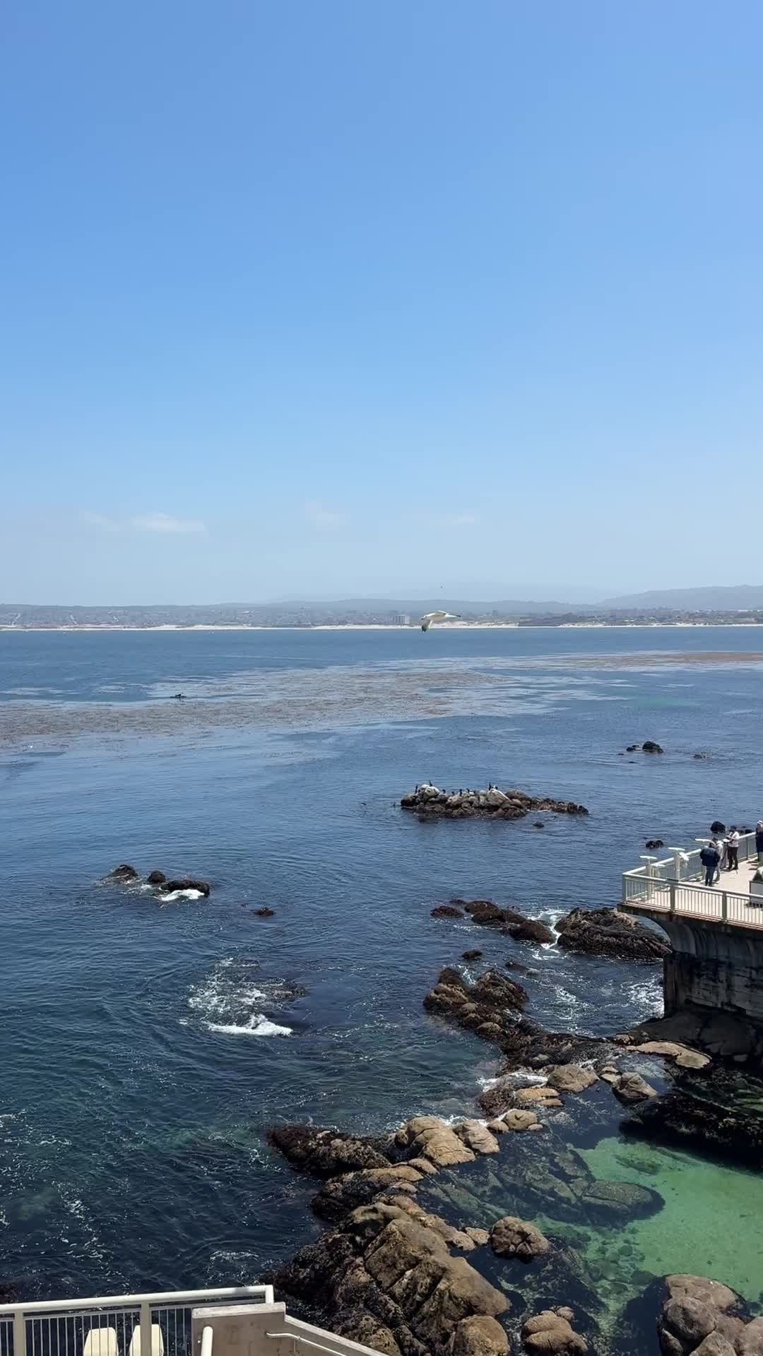 Monterey Bay Aquarium