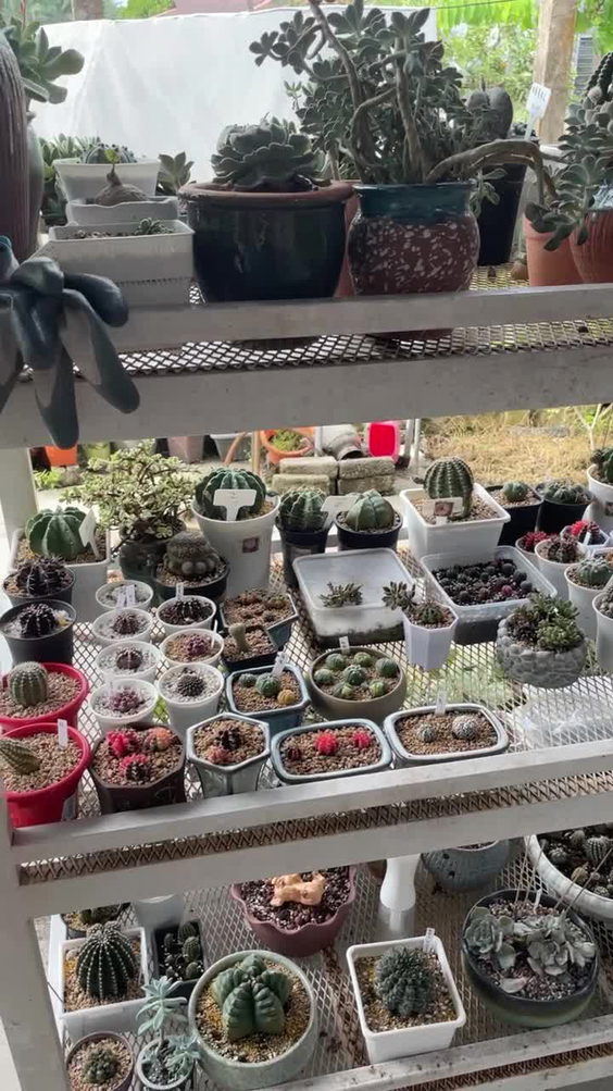Totoro succulent world