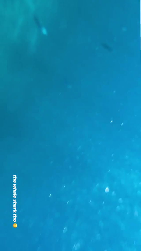 Whale Shark Oslob Tours