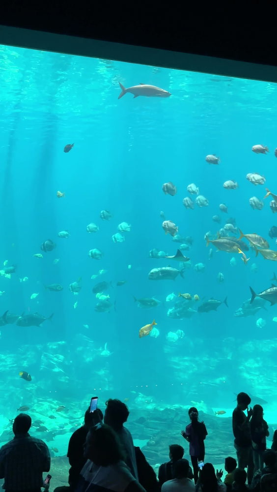 Georgia Aquarium