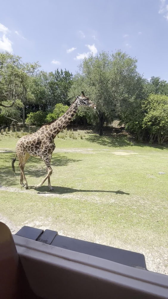 Kilimanjaro Safaris