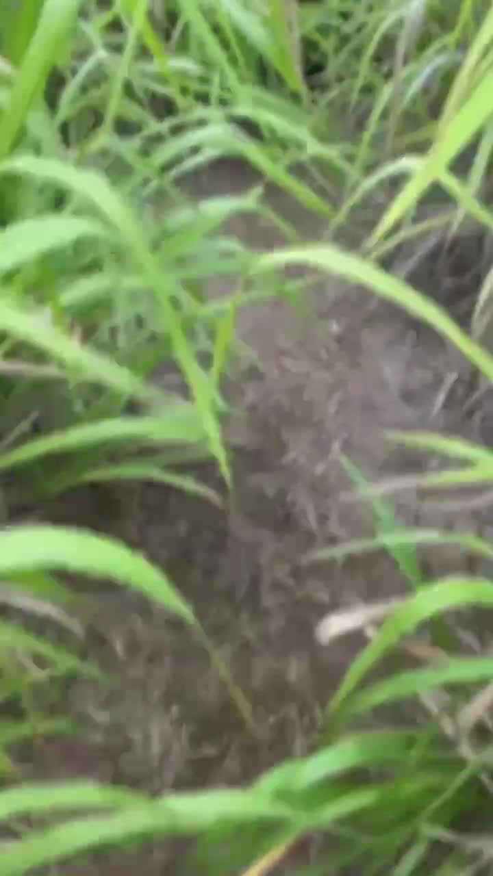 Video review of Friendship Garden