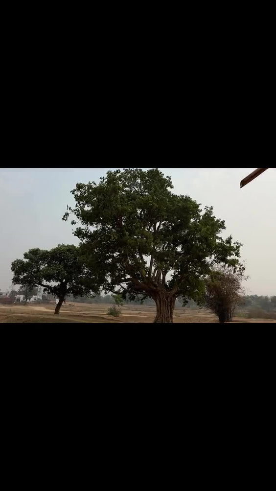 Rampur