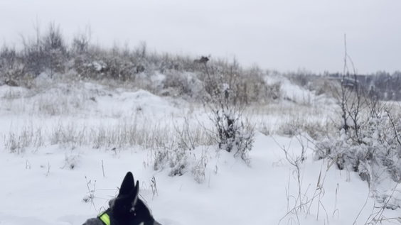 South Anchorage Dog Park