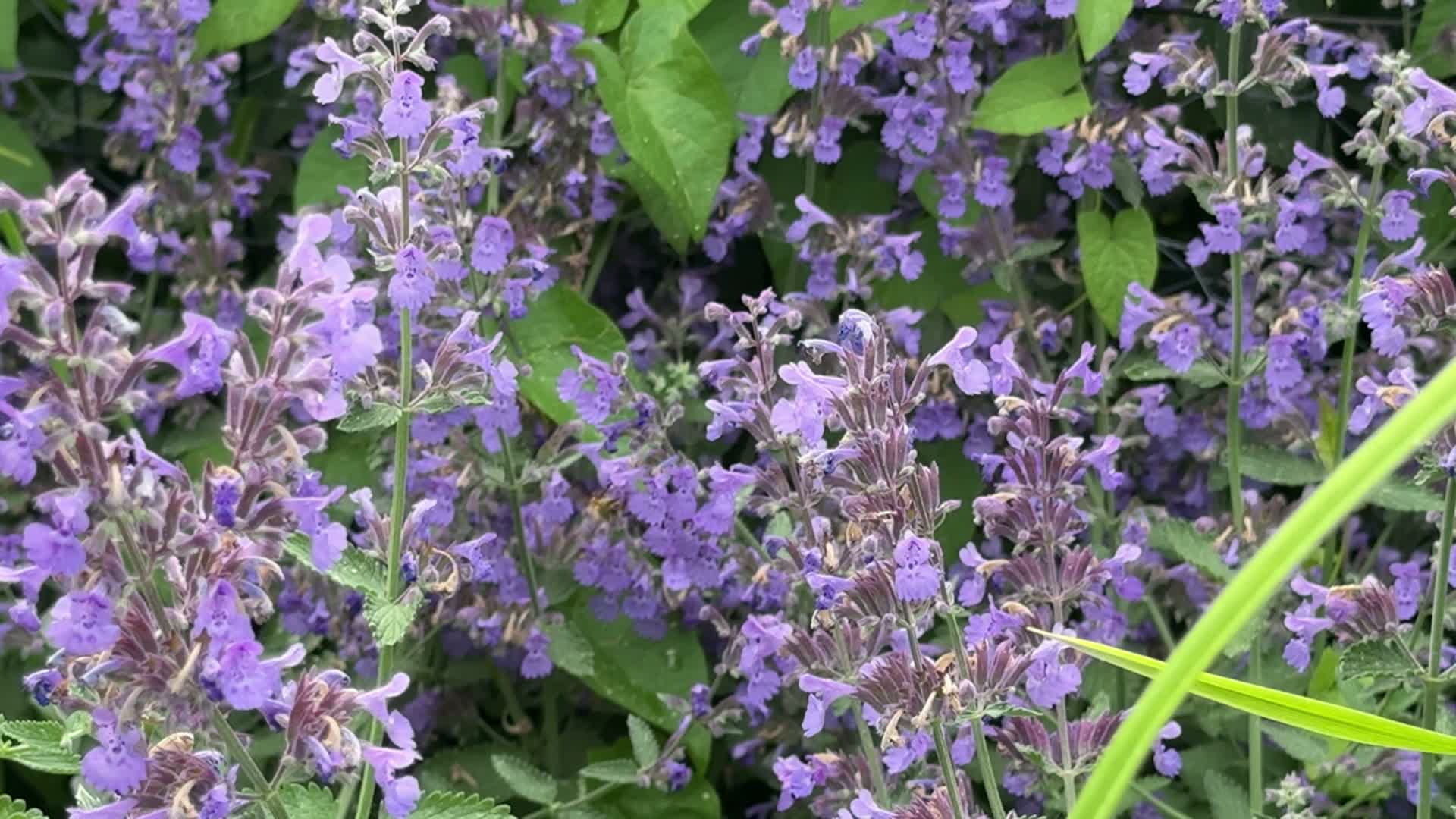 Video review of Fenway Victory Gardens