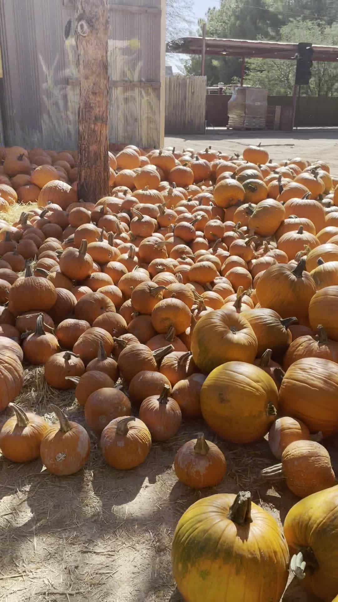 Video review of Schnepf Farms