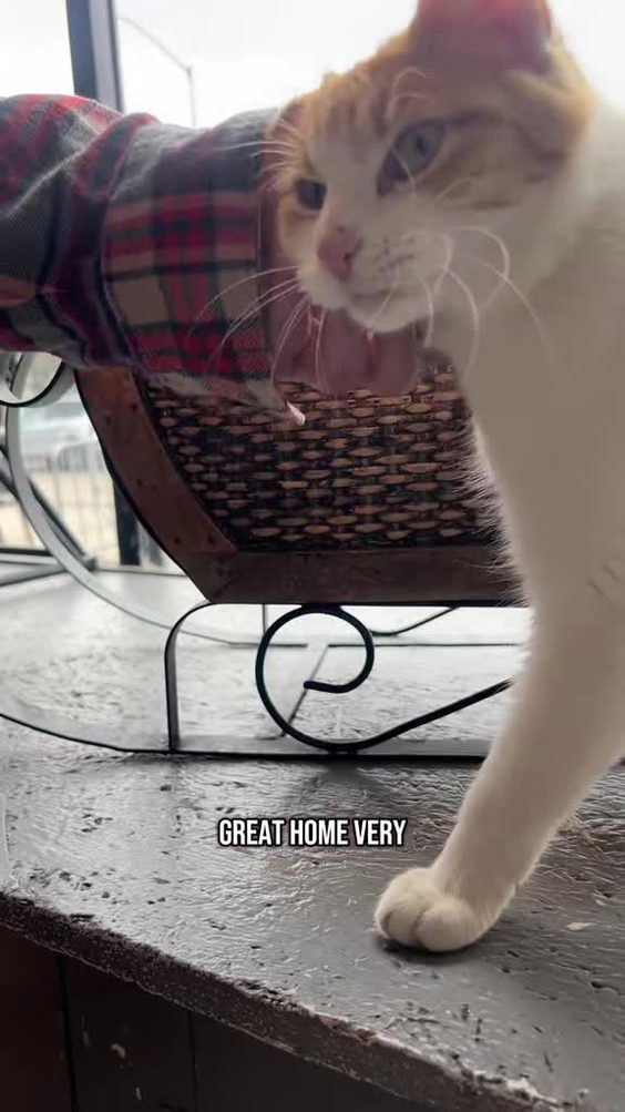 Denver Cat Company