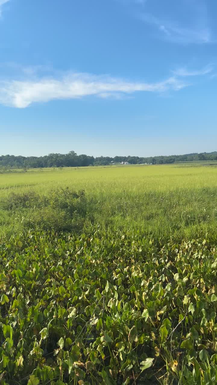 Government Island