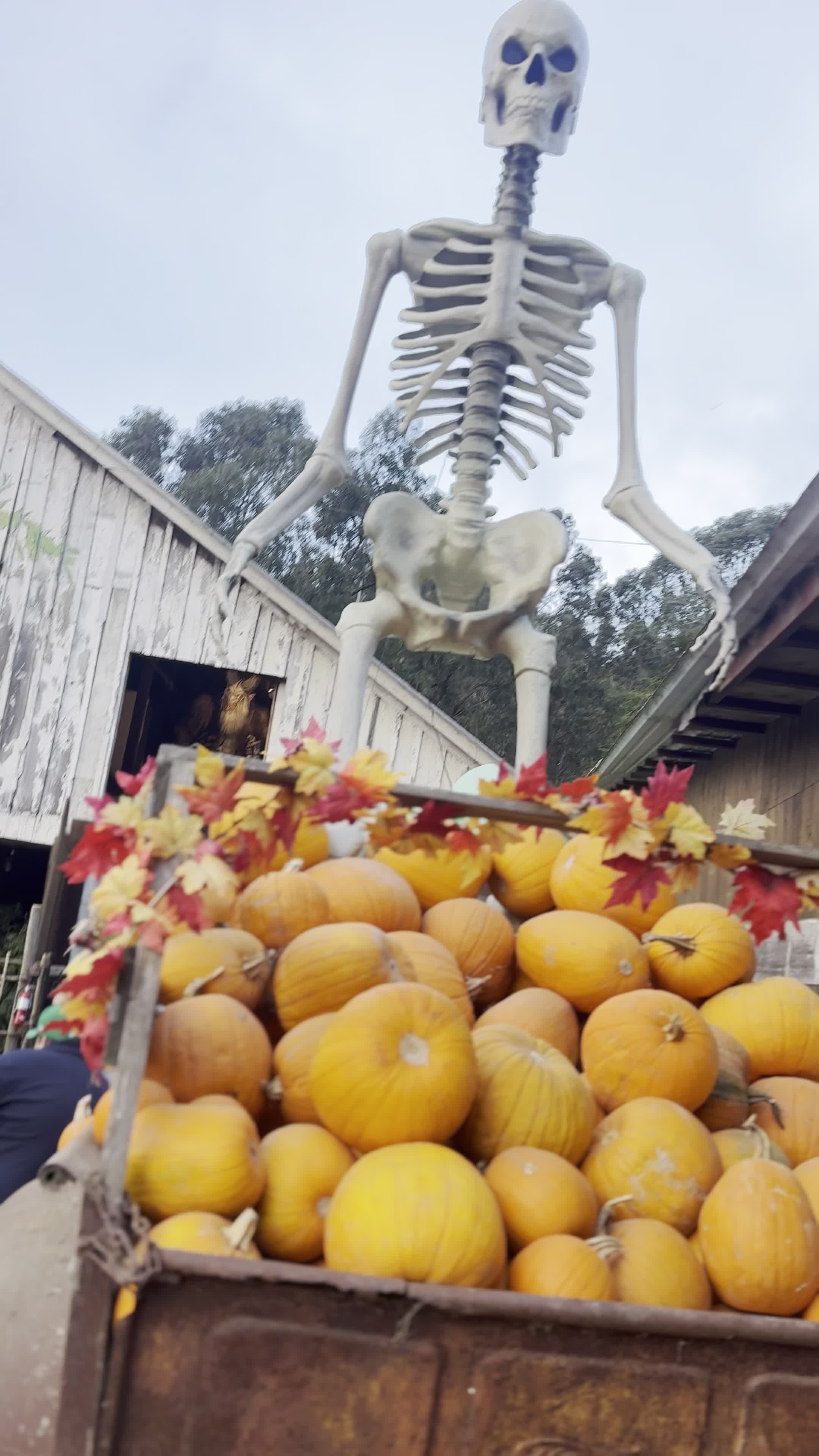 Arata's Pumpkin Farm