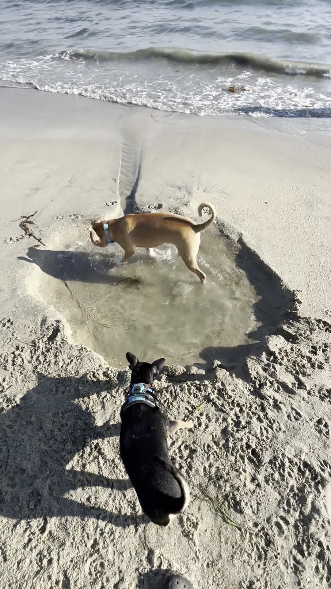 Rosie's Dog Beach