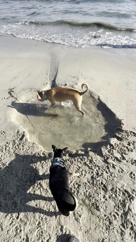 Rosie's Dog Beach