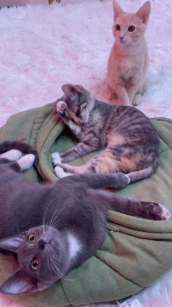 Cats and Caffeine
