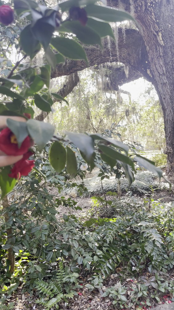 Brookgreen Gardens