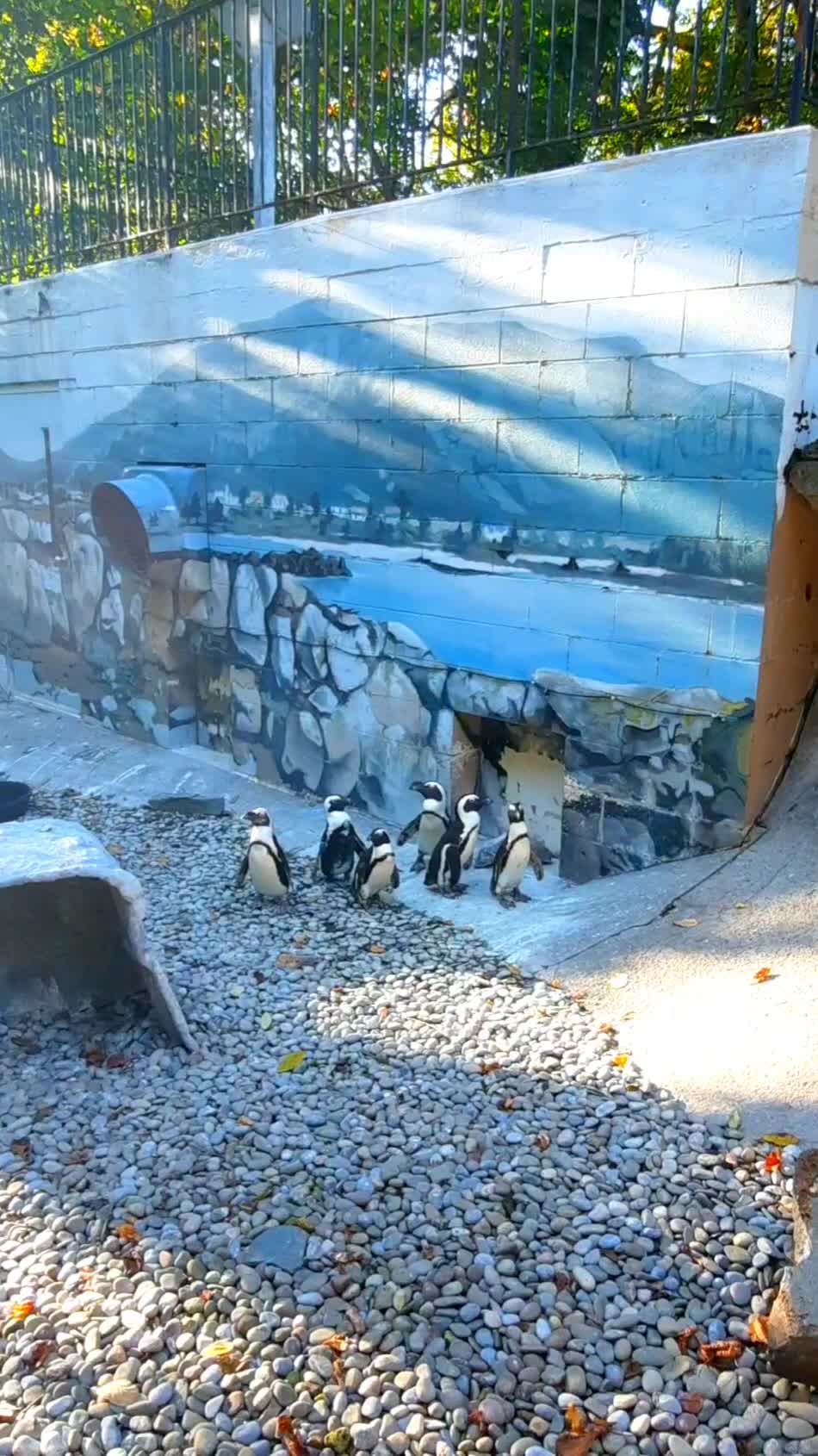 Ross Park Zoo