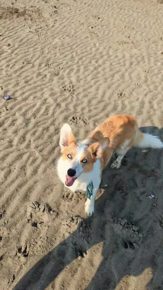 Kitsilano Beach