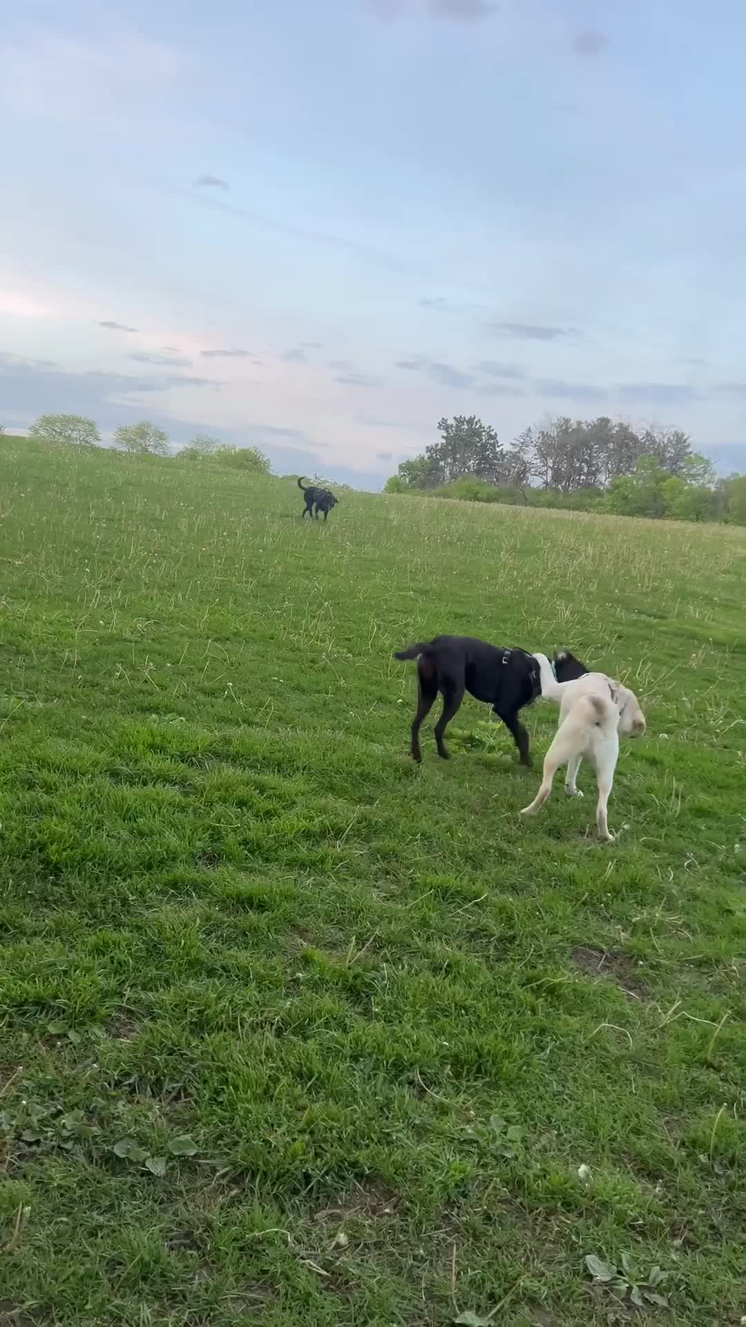Currie Park Dog Exercise Area