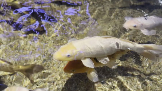 Via Aquarium