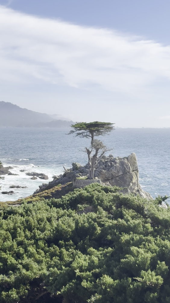 The Lone Cypress