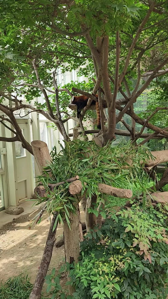 PANDA WORLD (판다 월드)