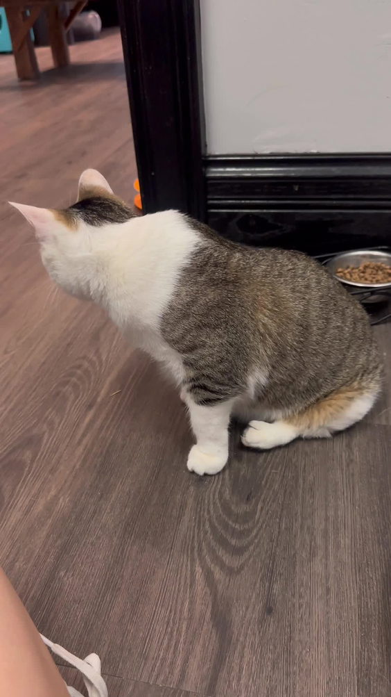 Whisker Station Cat Cafe and Lounge