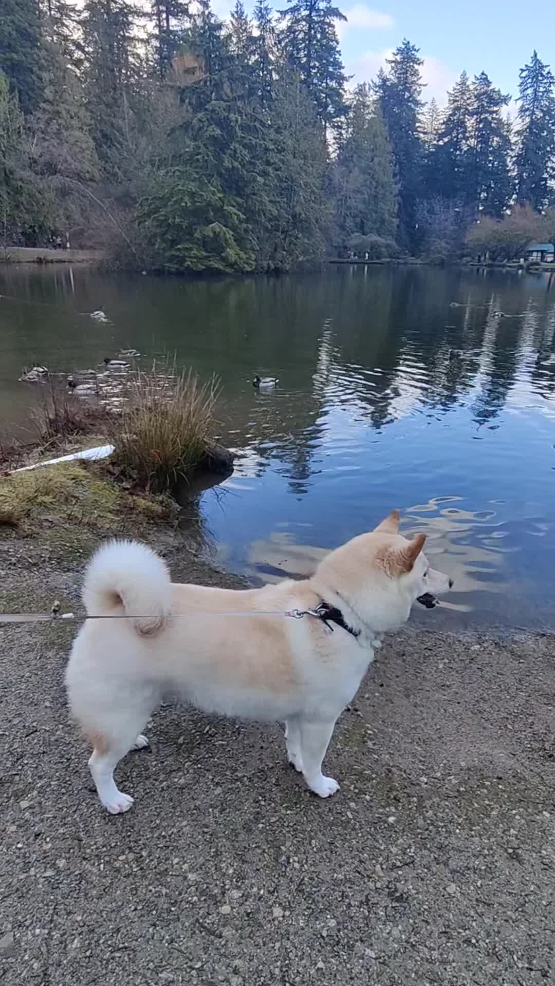 Video review of Central Park