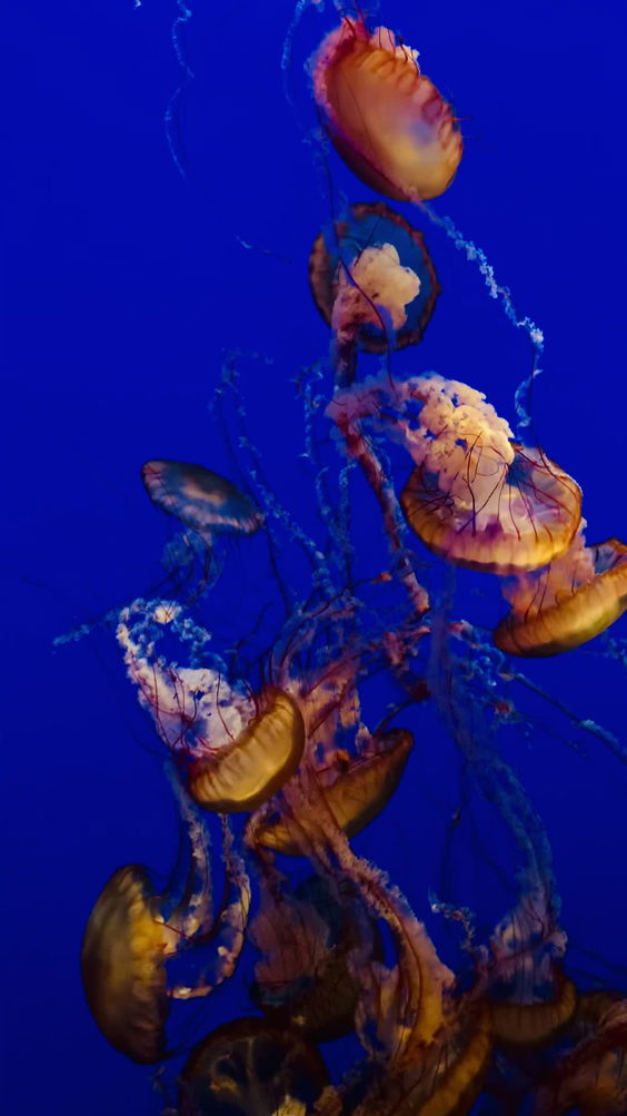 Monterey Bay Aquarium