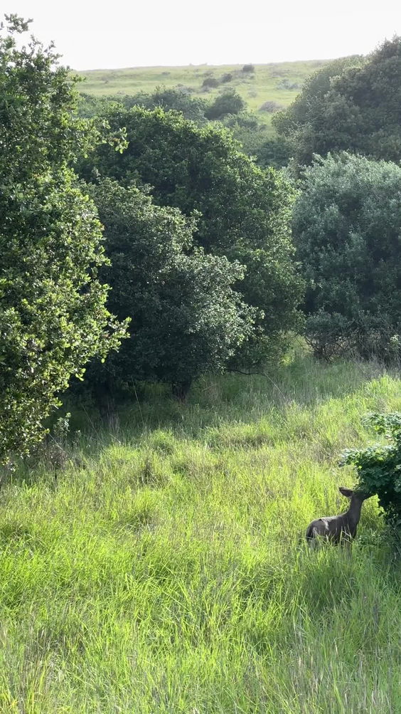 Coyote Hills Regional Park