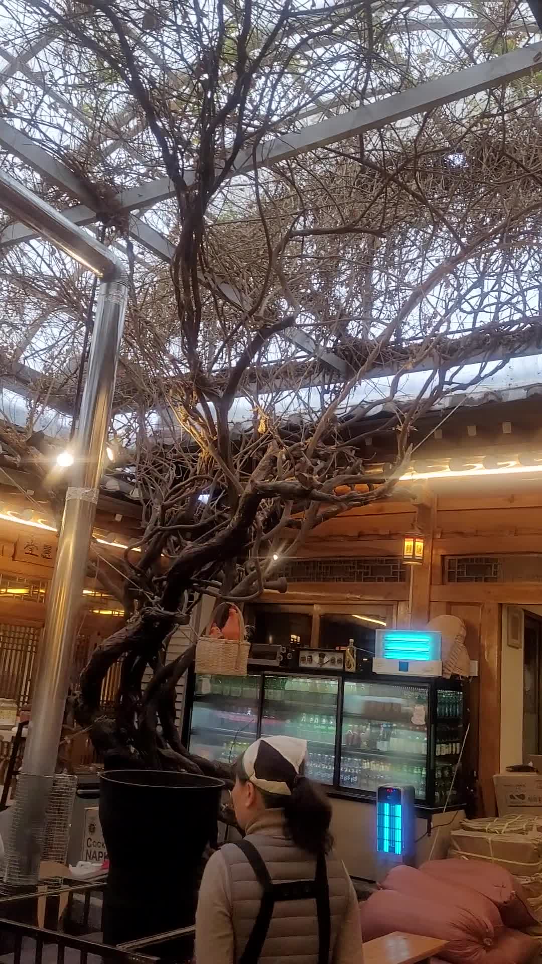 Video review of Tosokchon Ginseng Chicken Soup (토속촌삼계탕)