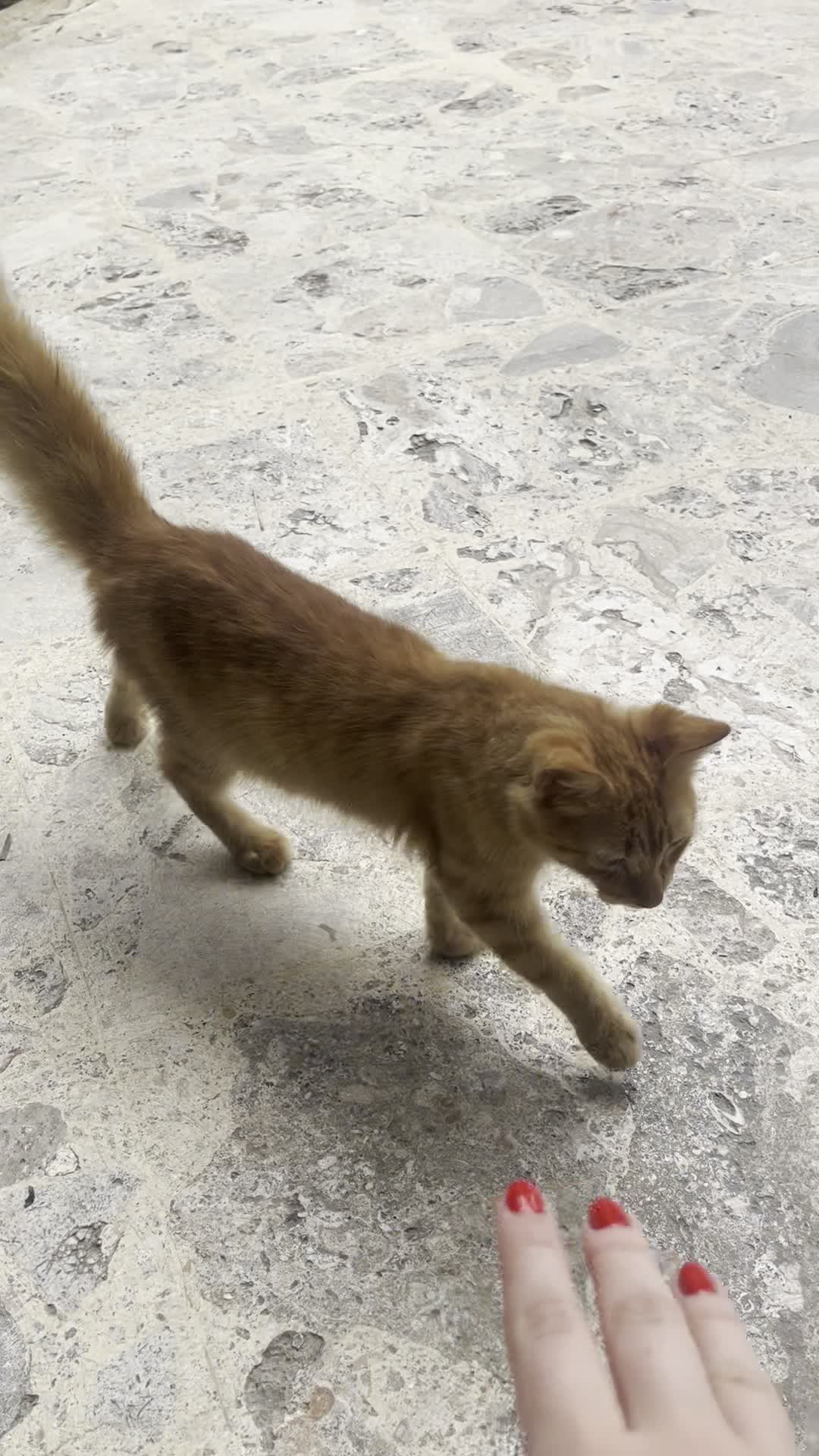 Dreams Punta Cana Resort & Spa