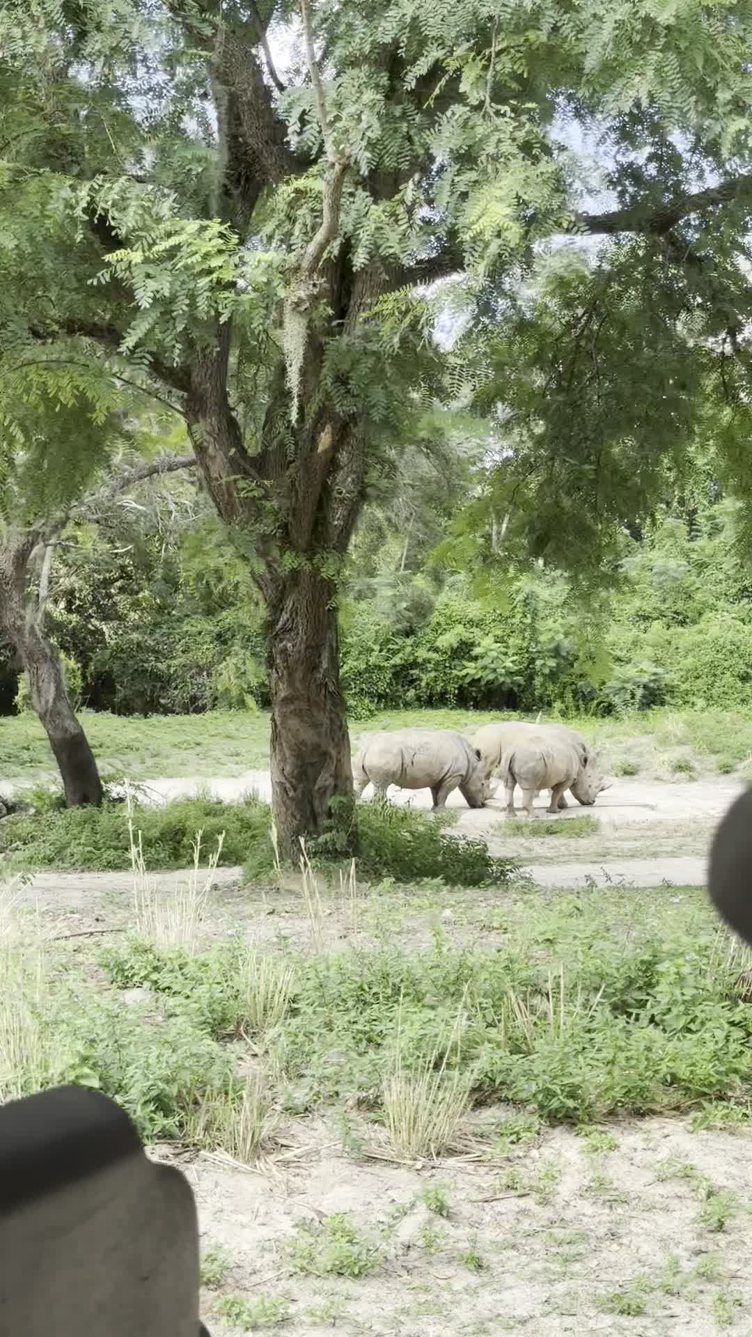 Kilimanjaro Safaris