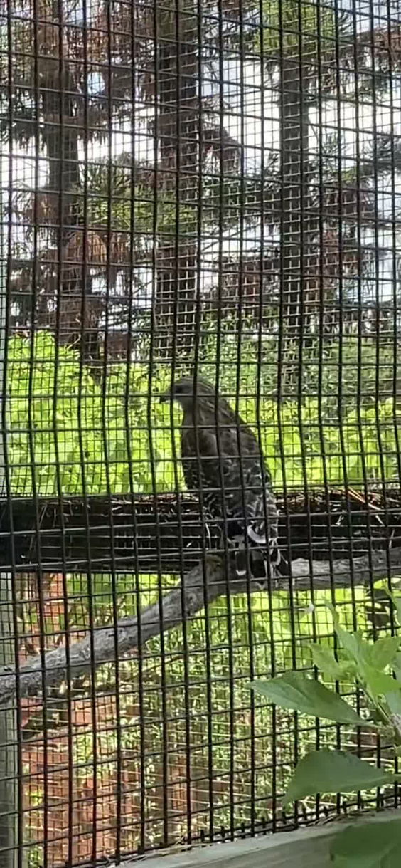 Audubon Center for Birds of Prey