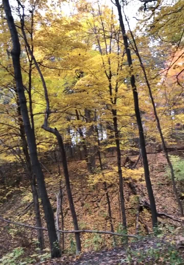 Swallow Cliff Stairs
