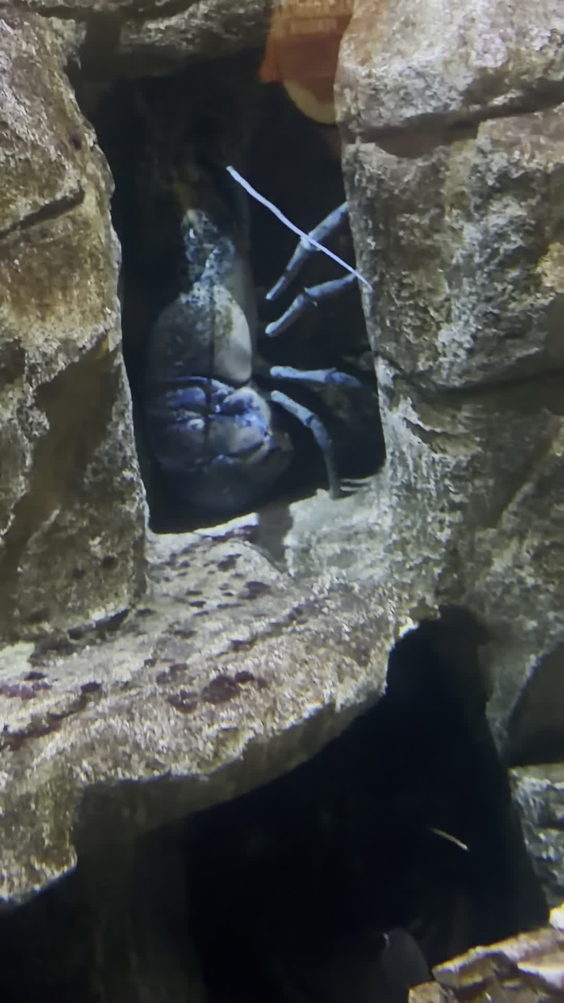 Ripley's Aquarium of Myrtle Beach