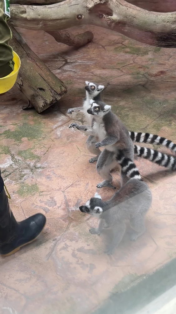 Taipei Zoo (臺北市立動物園)