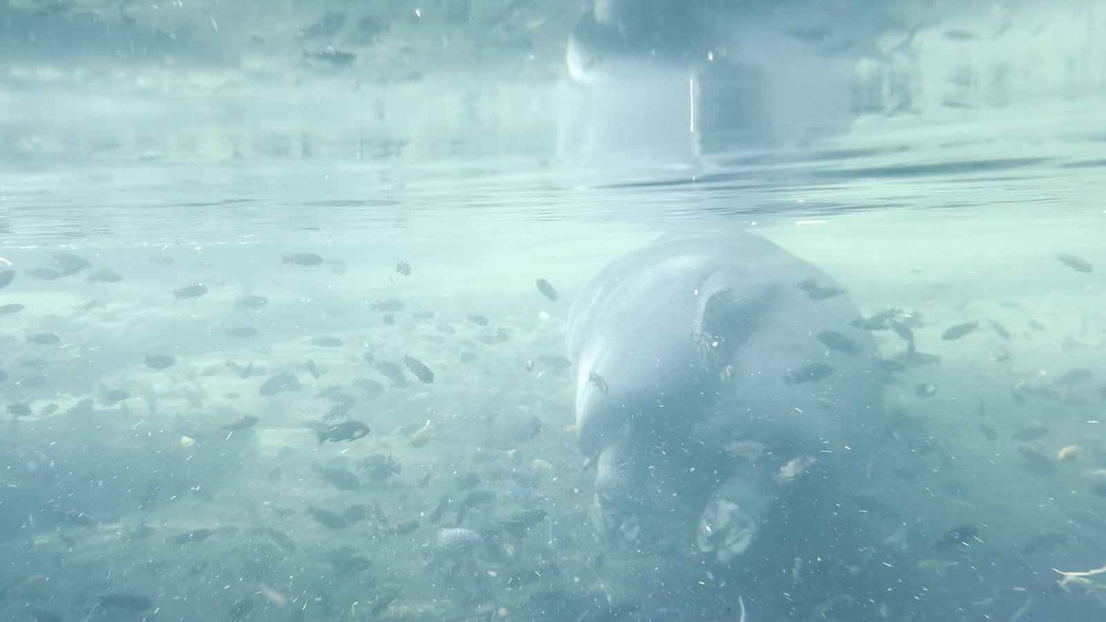Video review of Fort Worth Zoo