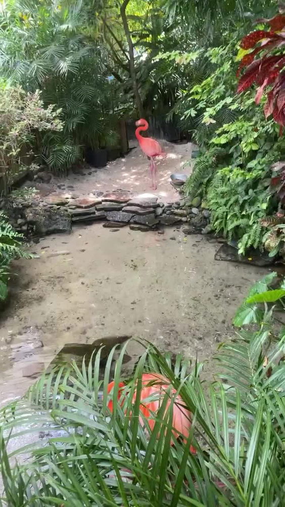 Key West Butterfly & Nature Conservatory