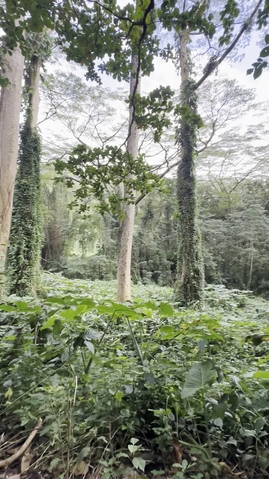 Mānoa Falls
