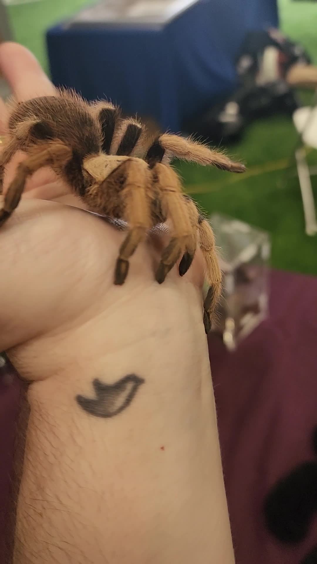 New England Reptile Expo Show Me Reptile Show