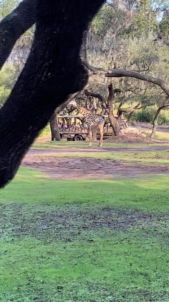 Disney's Animal Kingdom